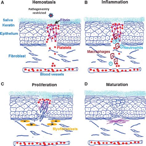 Different stages of wound healing. (A) Hemostasis: wound closure starts ...