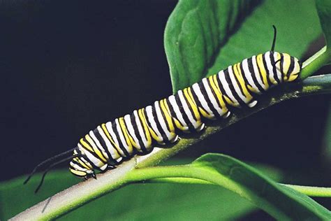 Monarch butterflies increasingly plagued by parasites, study shows