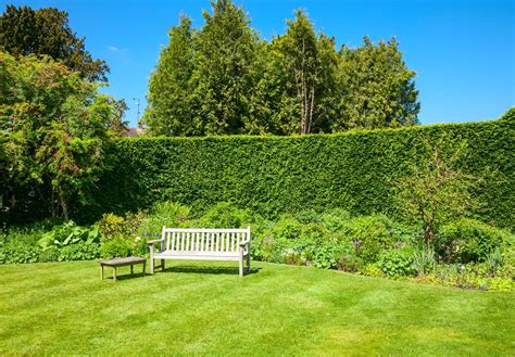 14 Types of Hedges For Garden Boundaries | Horticulture.co.uk