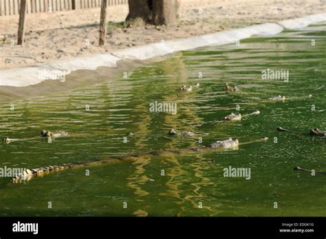 Breeding young gharials -gavialis gangeticus- being reared and raised ...