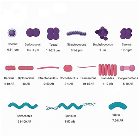 Common morphologies, arrangements and aspect ratios (AR) of cocci ...