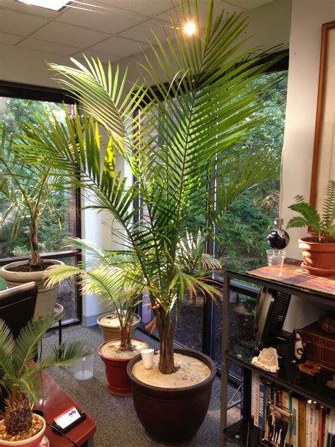 My Majesty Palm (Ravenea rivularis) in my office. It's almost reached ...