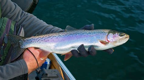 Rainbow Trout - WeSportFish.com