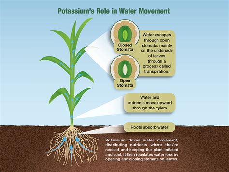 Potassium Insight | AgWeb