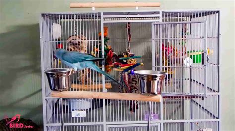 Cage Size For Indian Ringneck [Choose Home For Pet Bird]