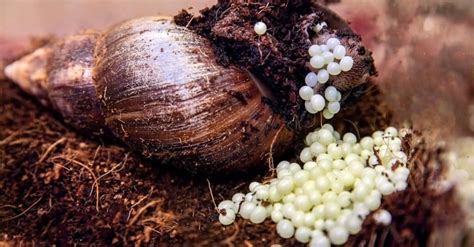 Giant African Snail Eggs