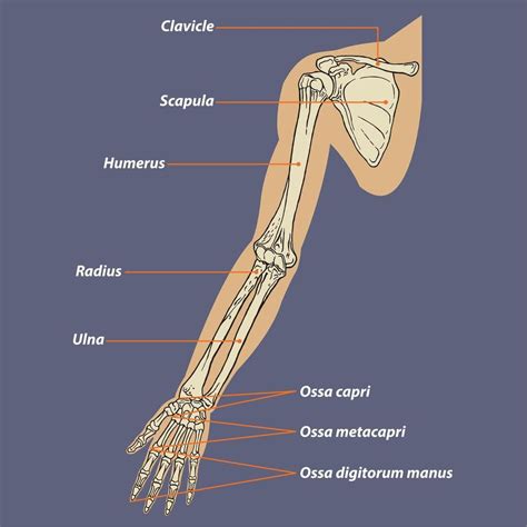 Descargar diagrama de anatomía esquelética del brazo humano gratis ...