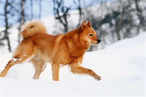 10 Best Dog Breeds for Cold Weather