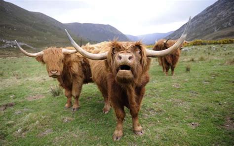 Highland Cattle