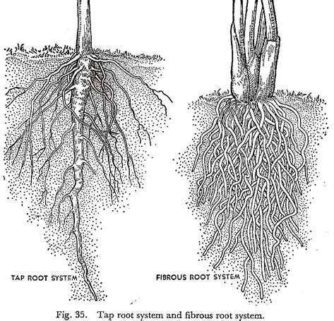 Tap Root System and Fibrous Root System | Roots drawing, Roots ...