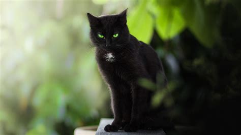 Black cat with emerald green eyes - backiee