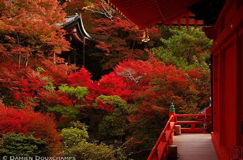 Fall Foliage In Kyoto