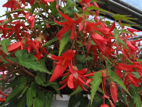 Sensuous Begonia boliviensis | What Grows There :: Hugh Conlon ...