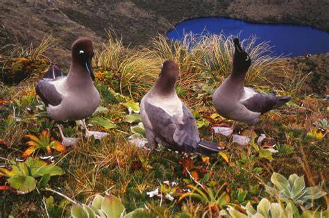 pukawaparadise: Islands of Friendly Animals (Auckland Islands) 1996