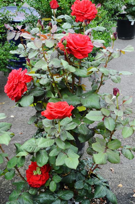 Rose Care 101 | Planting roses, Roses garden care, Growing roses