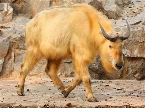 Takin: Resilient Himalayan Ungulate with Unique Adaptations