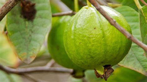 Three Delicious Guava Review and Tips How to Grow Them