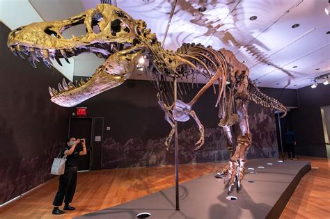 Tyrannosaurus Rex Skeleton Put up for Auction. This is How Much You've ...