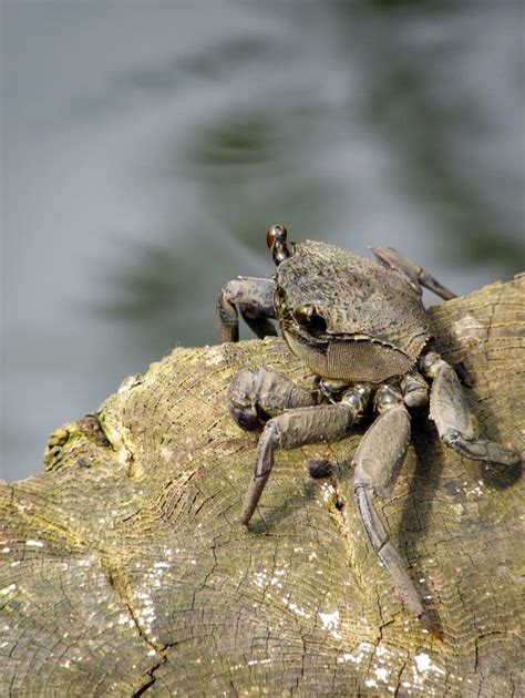 Mangrove Crab stock image. Image of crab, closeup, forest - 7013993