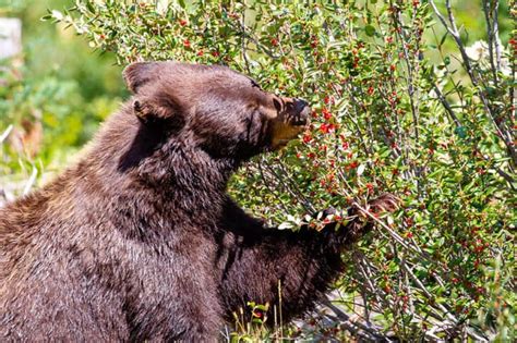 How to Keep Bears Away From the Garden Safely and Humanely