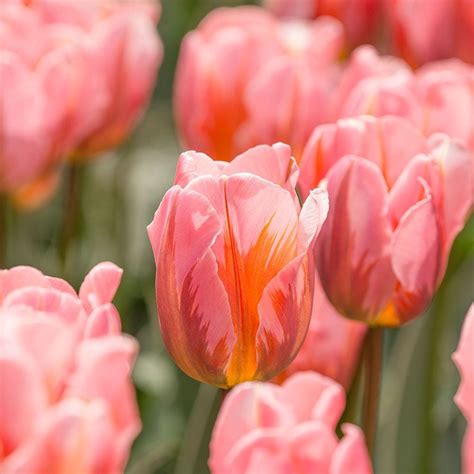 Tulip Pretty Princess | White Flower Farm