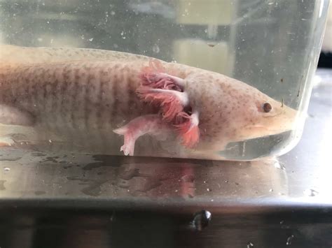 Hatching Axolotls and care for your Axolotls