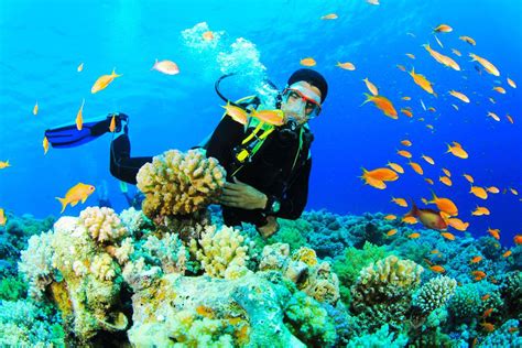 How to go Los Roques coral reef diving in Caracas