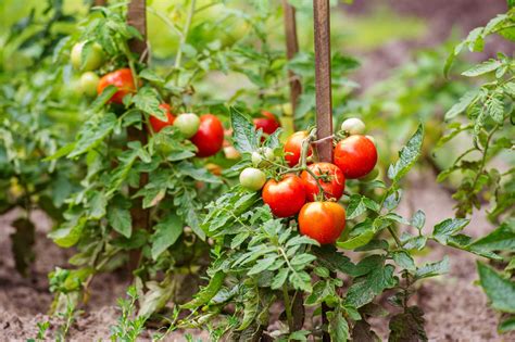 How to grow tomato tree? Tomato plant care guide - Cherry Blossom