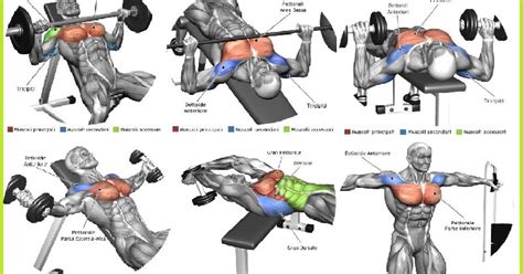 The Top 5 Chest Muscle Exercises - Bodydulding