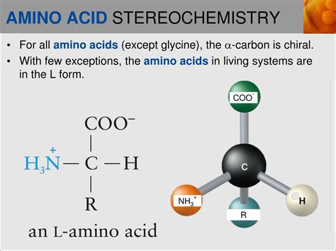 PPT - AMINO ACIDS PowerPoint Presentation, free download - ID:5620728