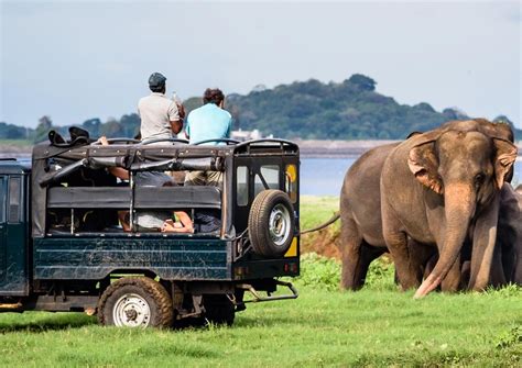 Yala Jeep Safari, Yala National Park - Timings, Safari Cost, Best Time ...