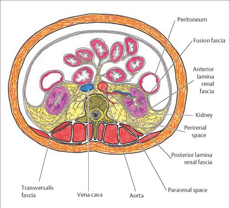 Retroperitoneal Organs