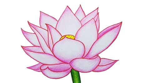 Lotus Plant Drawing | Free download on ClipArtMag