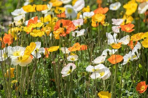 Premium Photo | Colorful poppy field white yellow orange