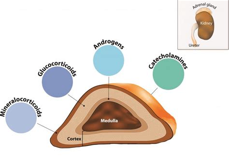 Adrenal Gland - Hormones Australia