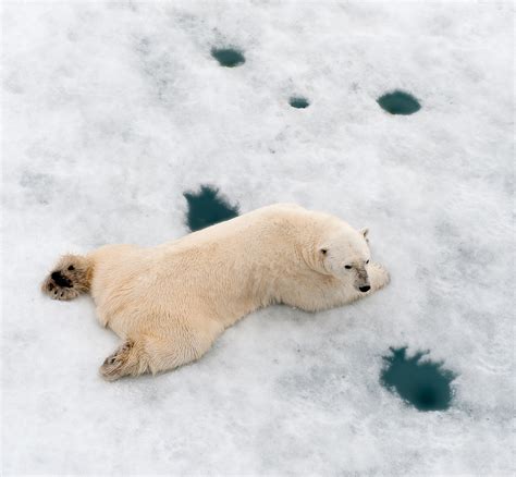 Polar bear’s main prey is the ringed seal. They usually hunt ringed ...