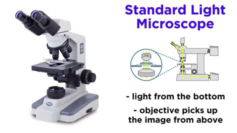 Light Microscopy: Function and Utility - YouTube