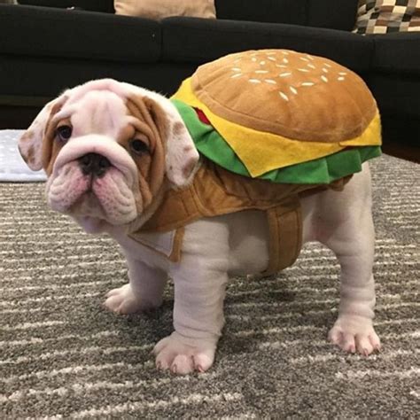 Instagram | Baby animals, Dog halloween costumes, Cute animals