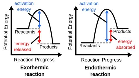 Endothermic And Exothermic Reaction Graph