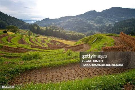 Oyama Senmaida Rice Terraces Photos and Premium High Res Pictures ...