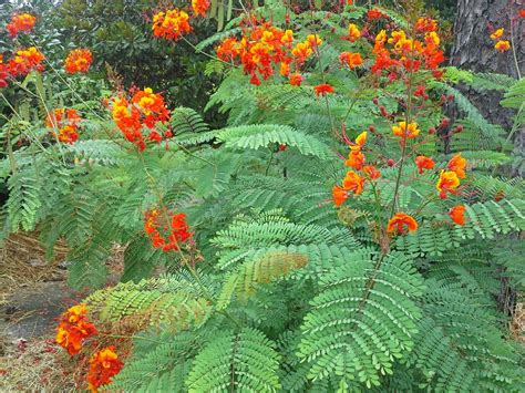 Pride of Barbados Plant: A Guide to Growing and Caring for Your ...