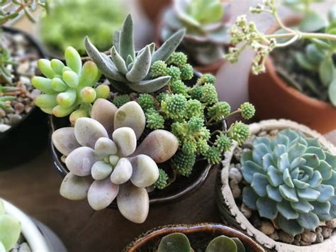 How To Care For Succulents Indoors - Smart Garden Guide