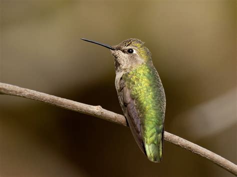 Anna's Hummingbird - eBird