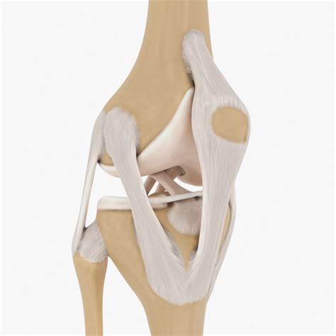 Knee 3D Model Online