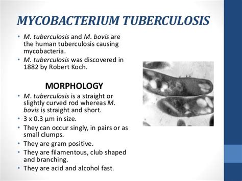 Mycobacterium tuberculosis