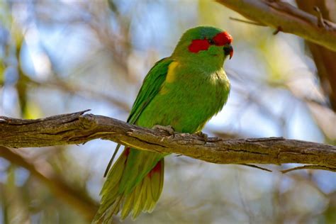 Australian Parrots | Australian Wildlife Journeys