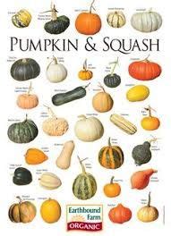 Image result for gourd types and shapes | Squash varieties, Pumpkin ...