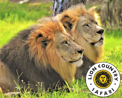 Deal: Lion Country Safari - Save Up to 20% | CertifiKID