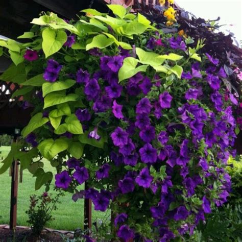 Beautiful climbing flowering vine ... | Flowers for the yard ...