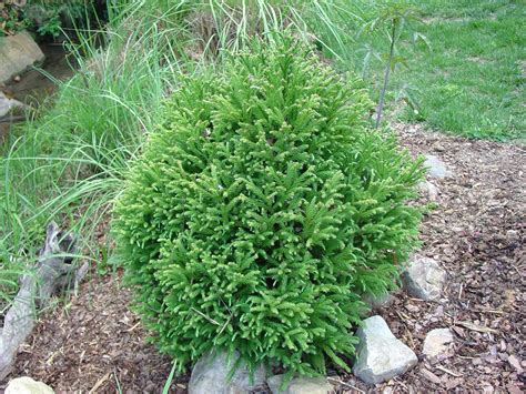 1-dwarf cryptomeria - Google Search | Dwarf evergreen shrubs, Dwarf ...